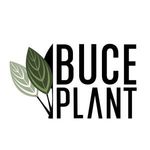 Buce Plant