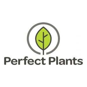 Perfect Plants Coupons