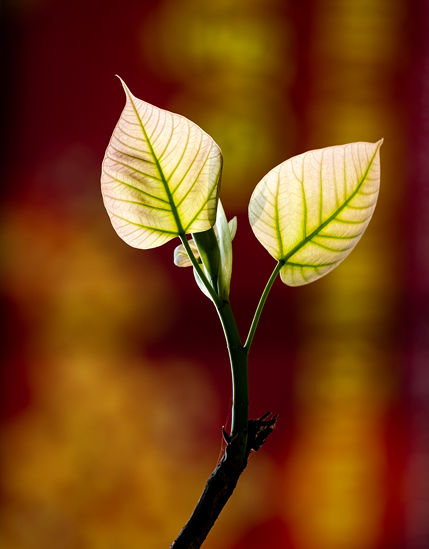 Niên khóa 2022-2025