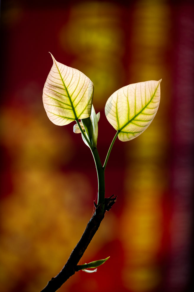 CAO ĐẲNG PHẬT HỌC