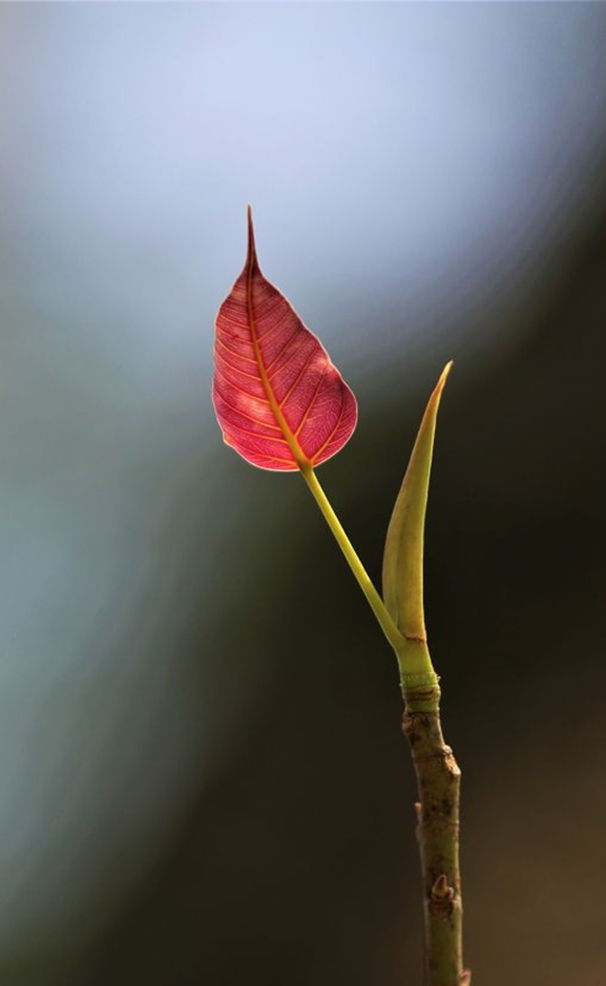 Chương trình sơ trung đẳng