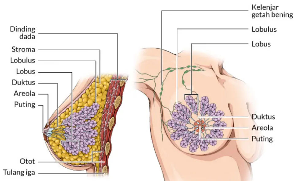 Diagram representasi jaringan lemak dan kelenjar dalam payudara manusia