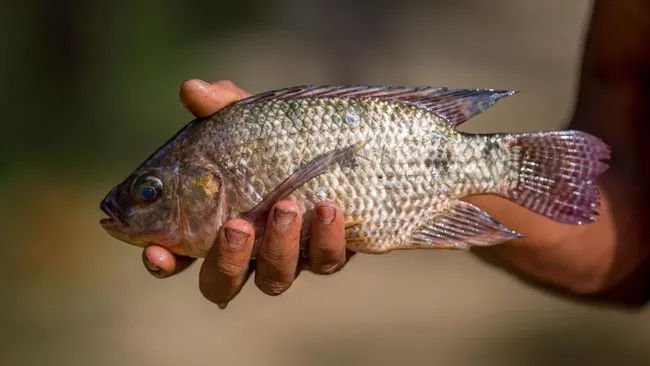 Nelayan lokal menunjukkan jaring yang hanya berisi ikan nila hitam tanpa spesies lain.