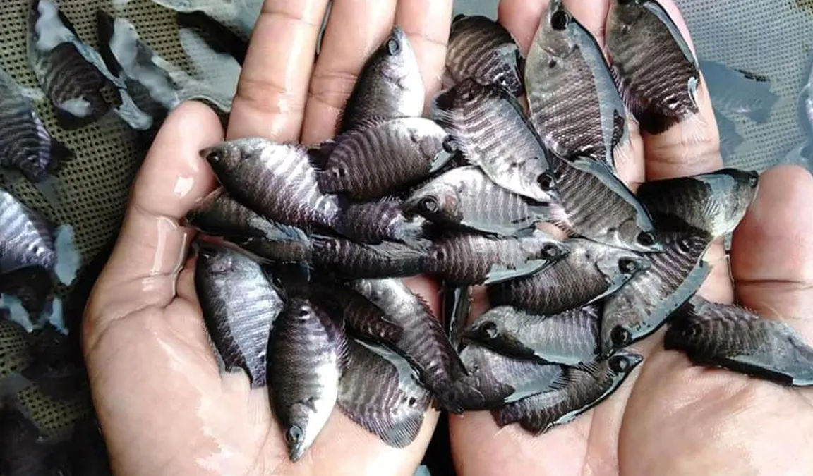 Petugas perikanan Thailand sedang memantau kondisi sungai yang dipenuhi nila hitam.