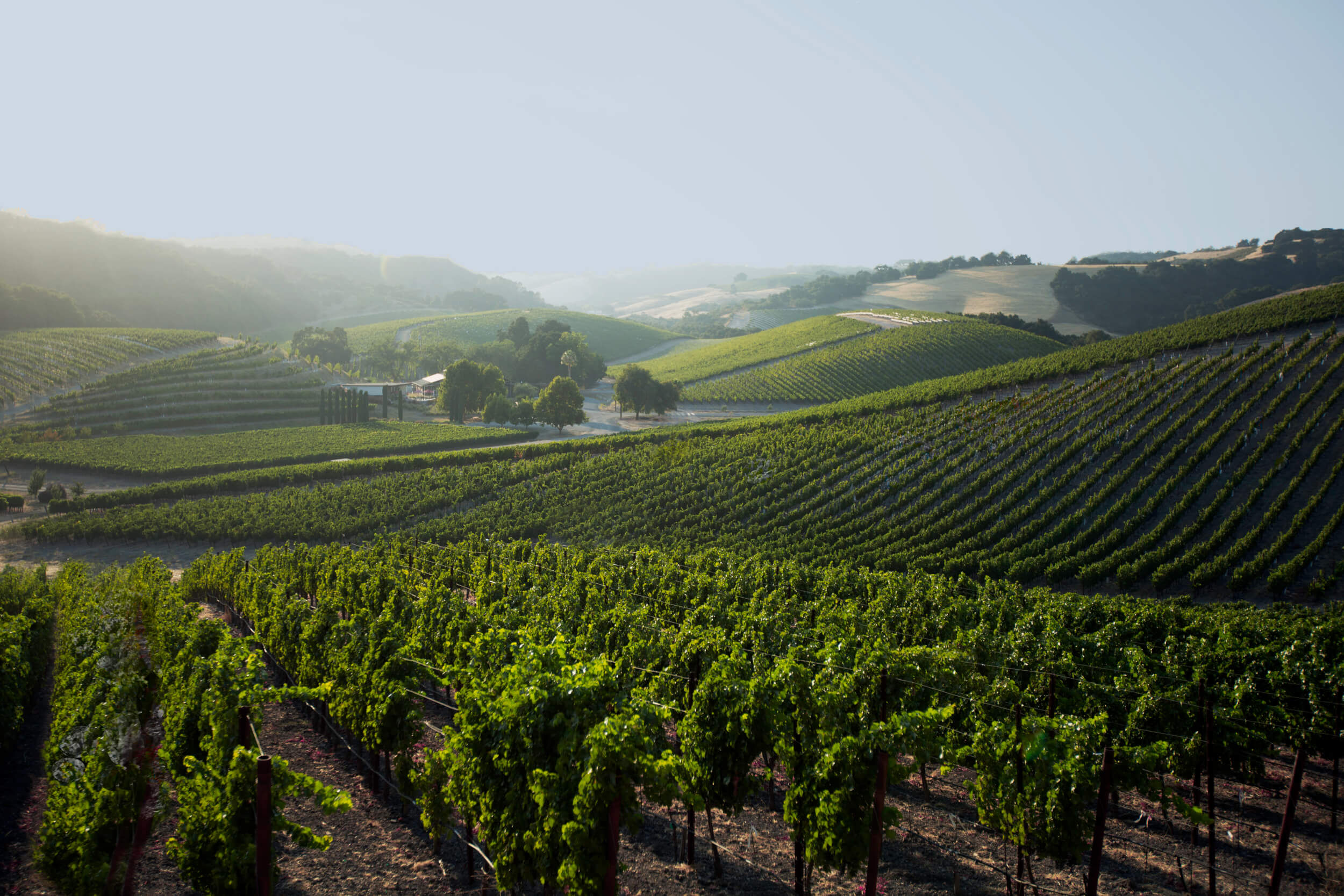 Jeff vineyard picture