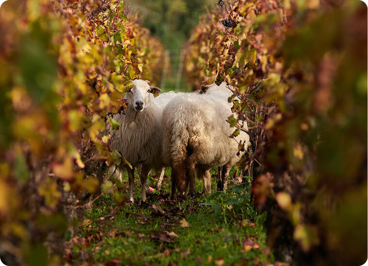 Accueil - DMA-wines