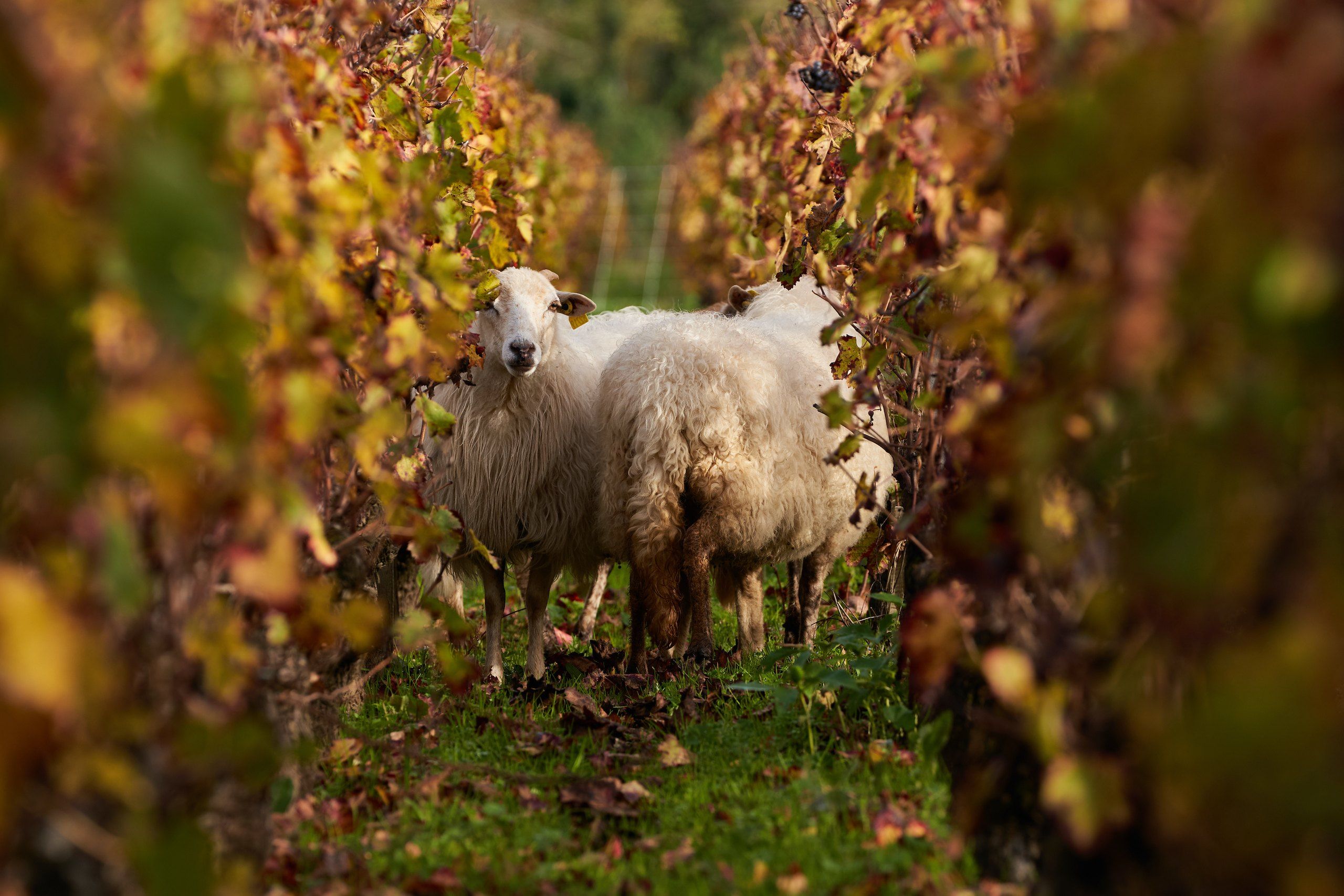 vignes et moutons