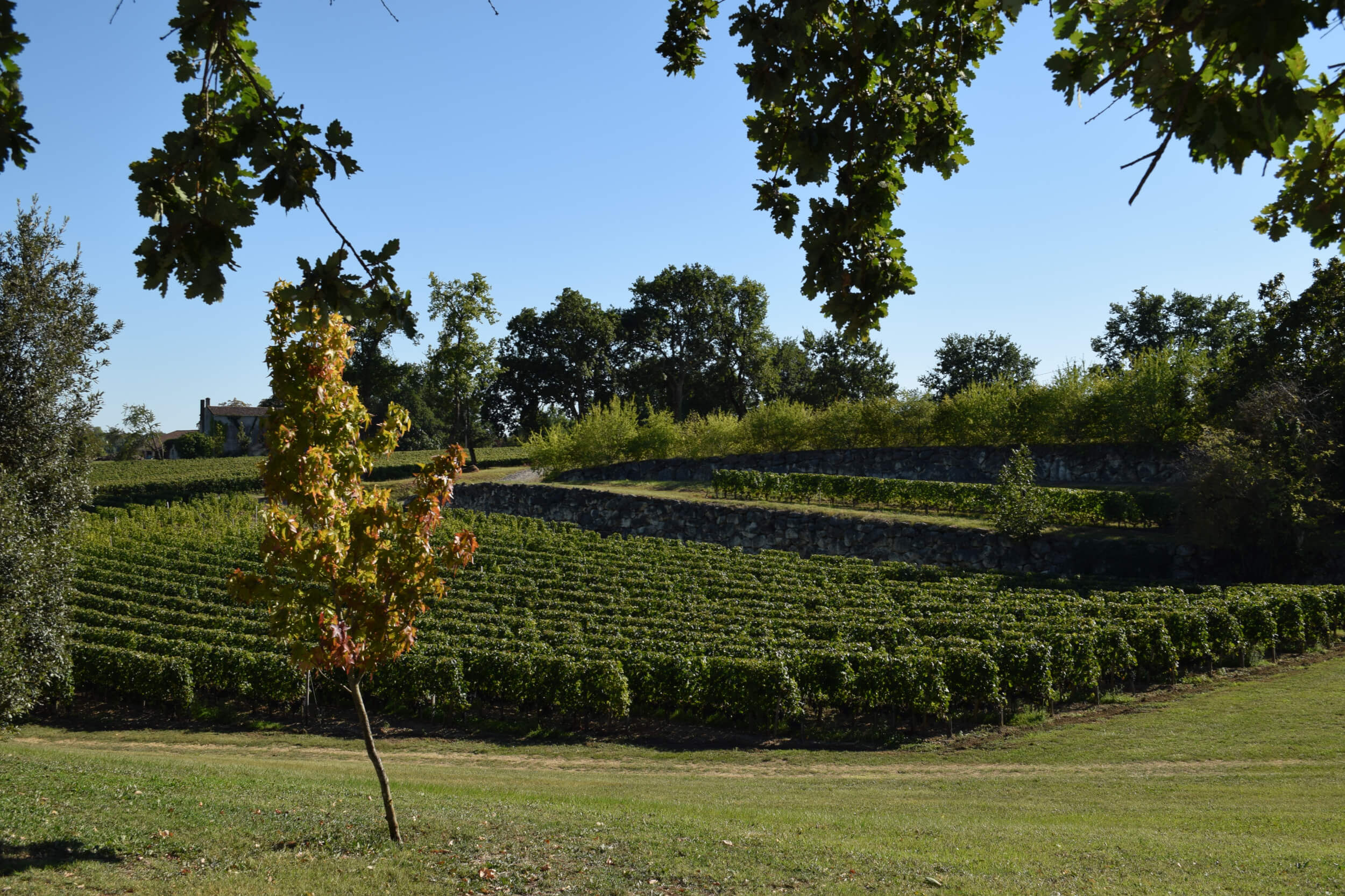 Chateau La Vaisinerie - DMA-wines