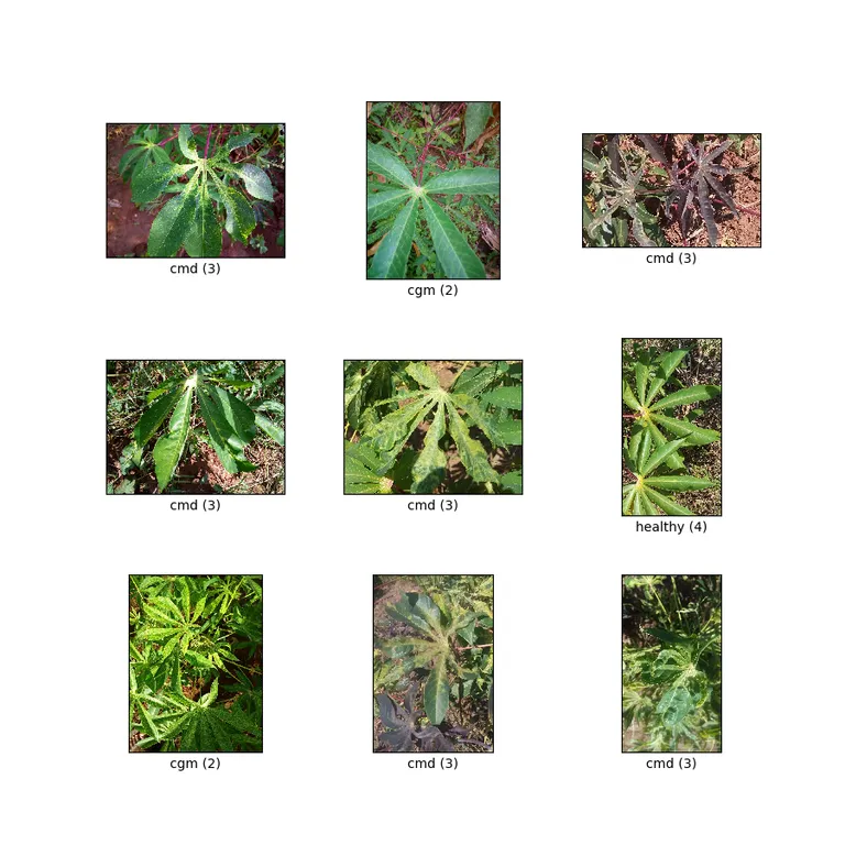 Cassava Leaf Disease Dataset