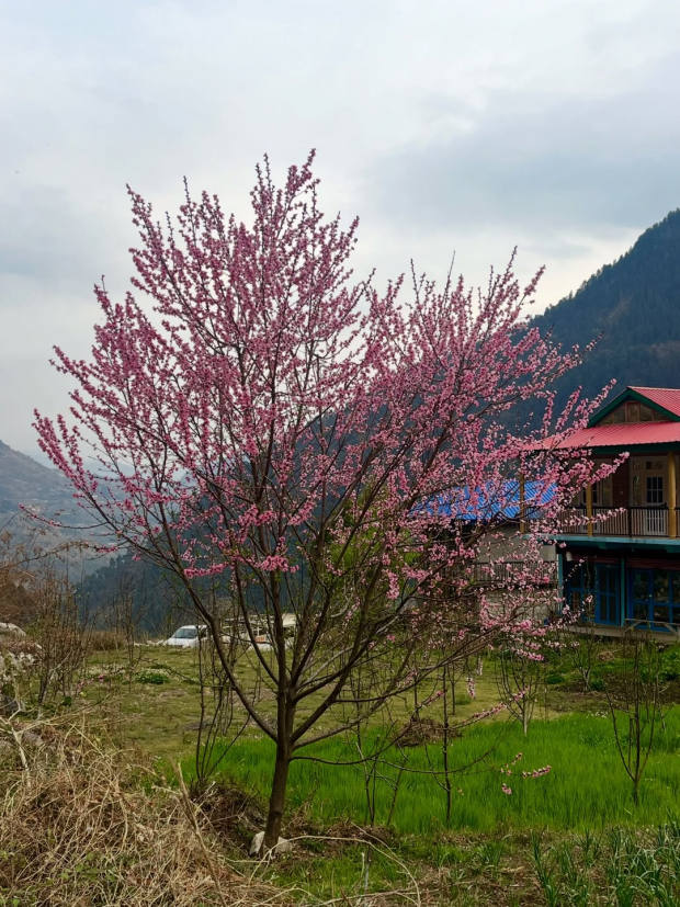 Kullu photo