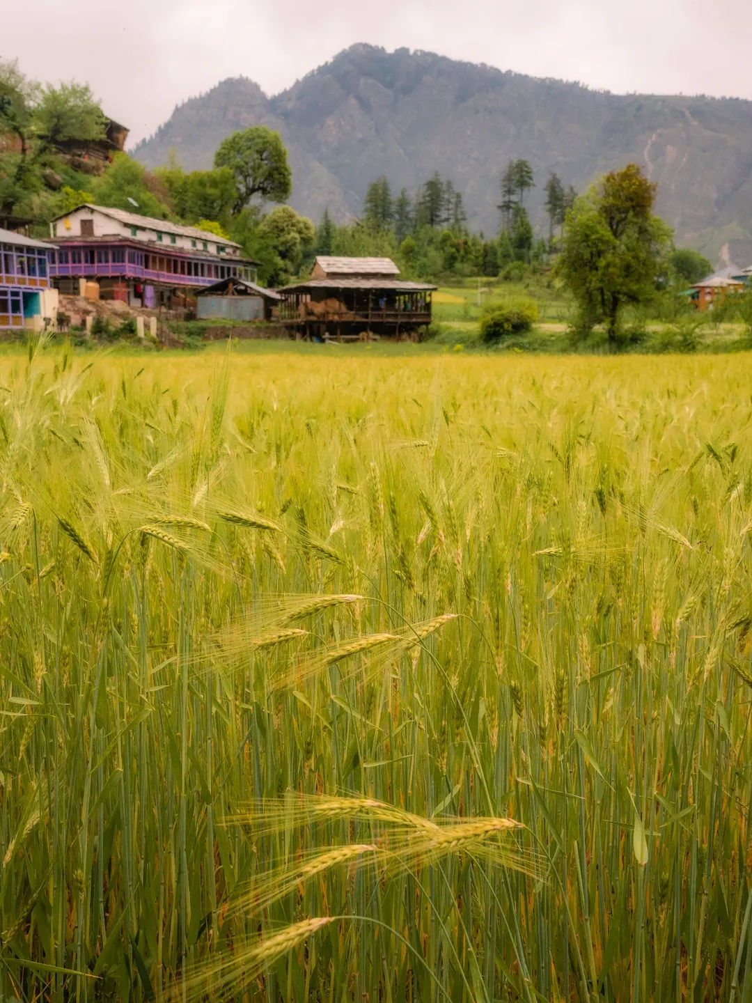 Manali Classic Tour Package trip photo 16