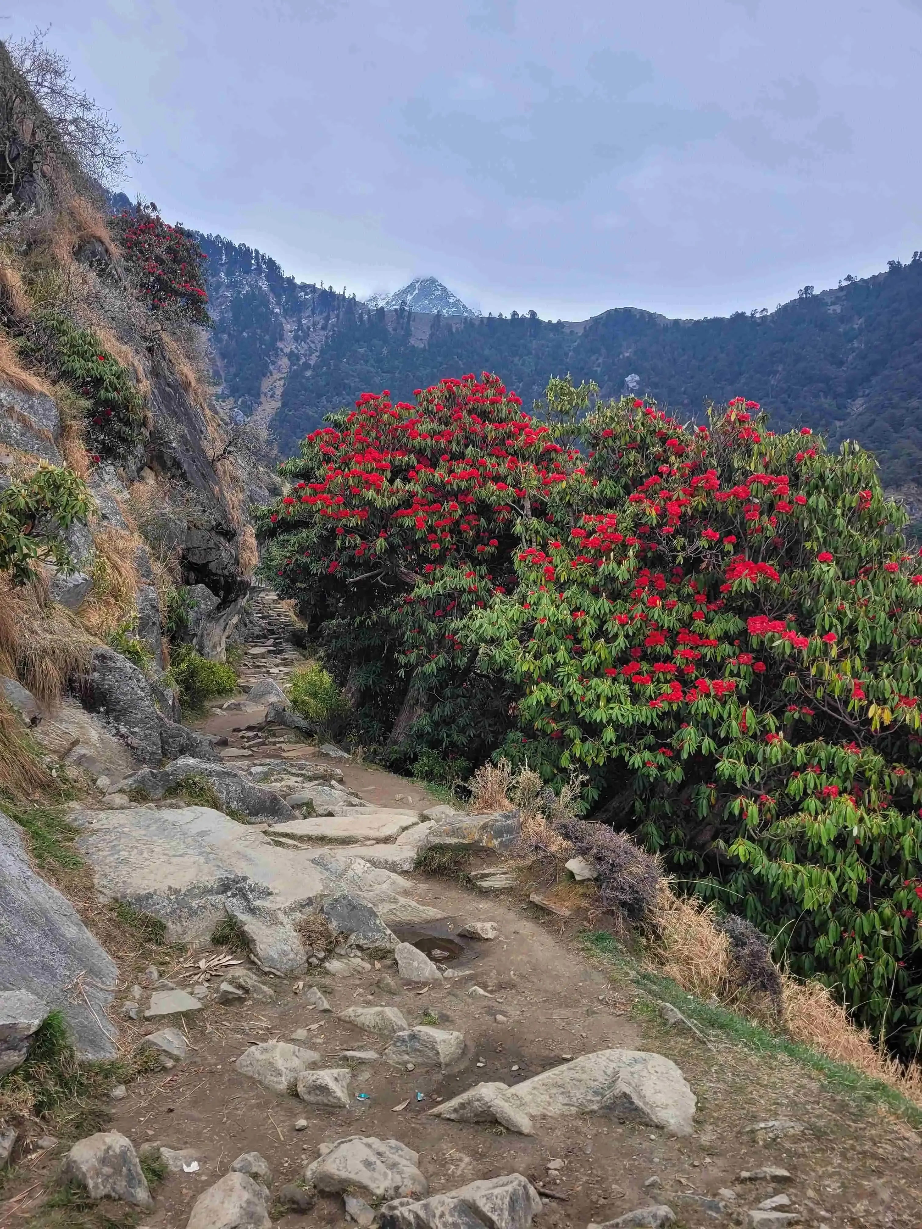 Triund Trek + Dharamshala Tour trip photo 6