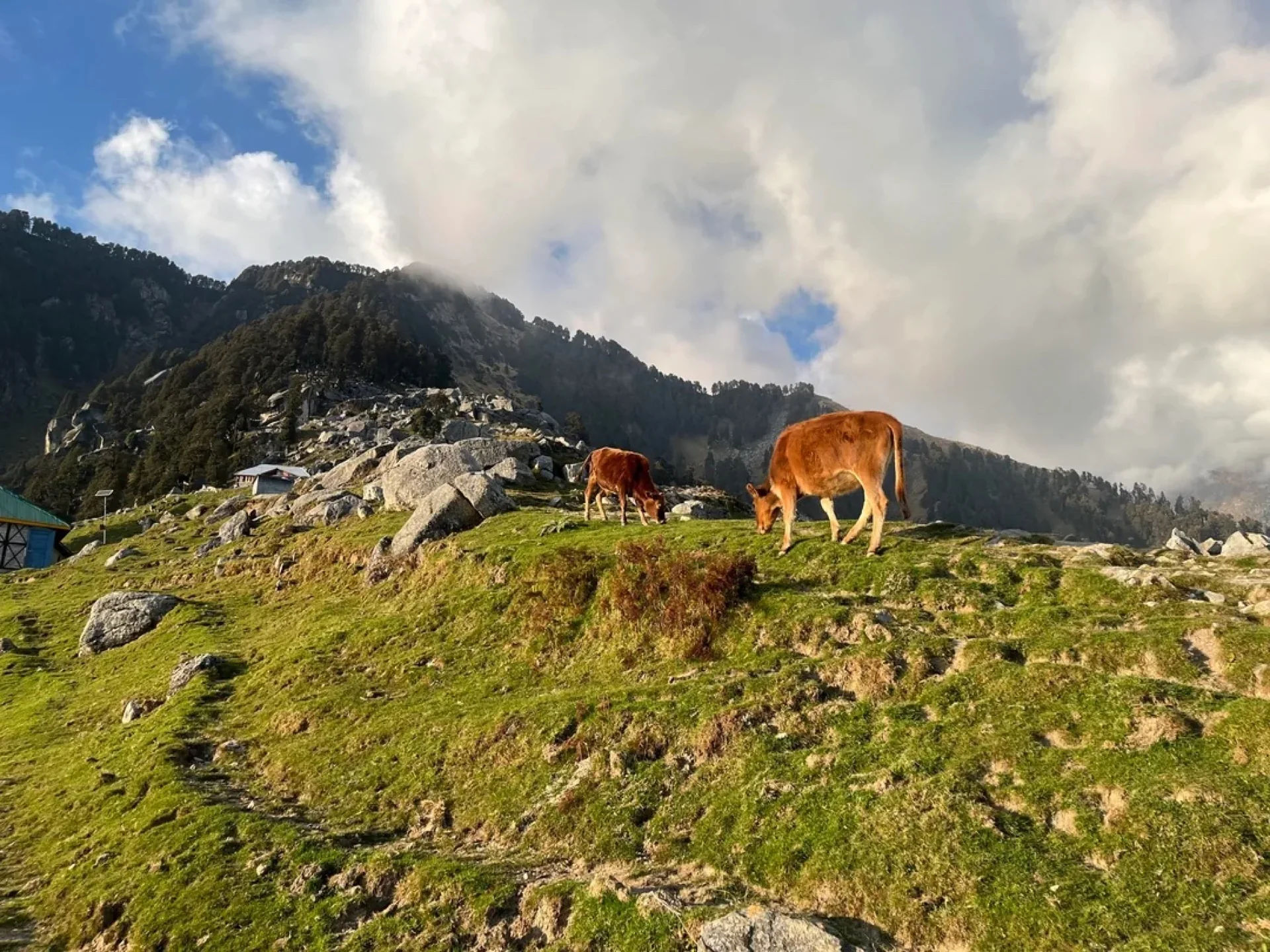 Triund Trek + Dharamshala Tour trip photo 5