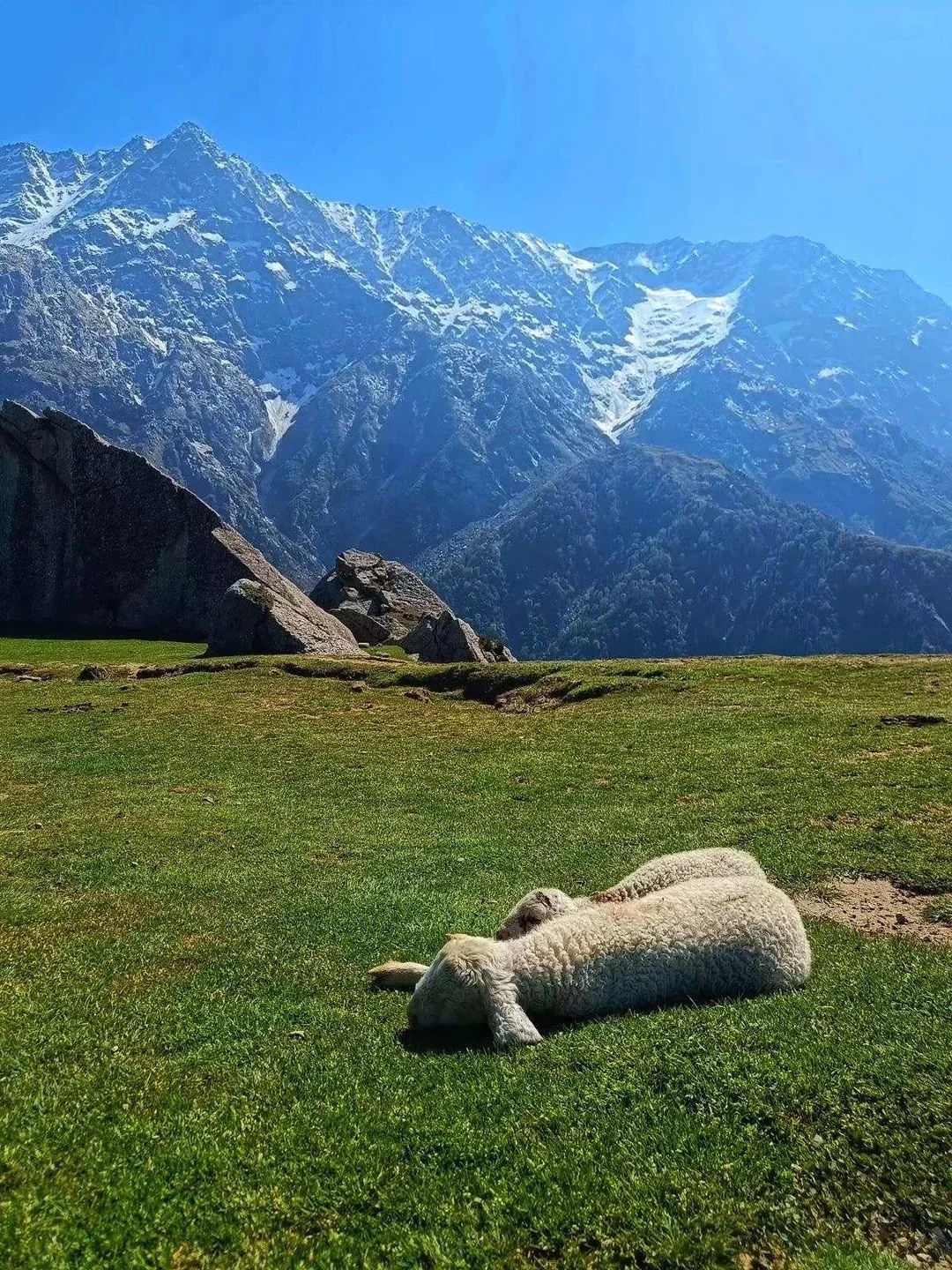 Triund Trek + Dharamshala Tour trip photo 3