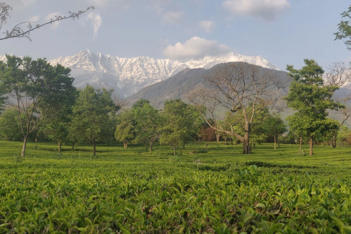 Kangra Tea Estates — Dharamshala Tours gallery