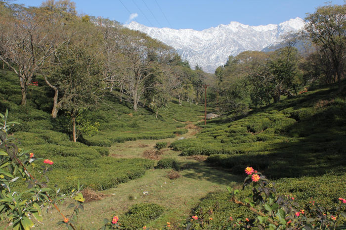 Kangra Tea Estates — Dharamshala Tours gallery