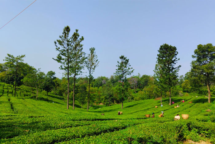 Kangra Tea Estates — Dharamshala Tours gallery