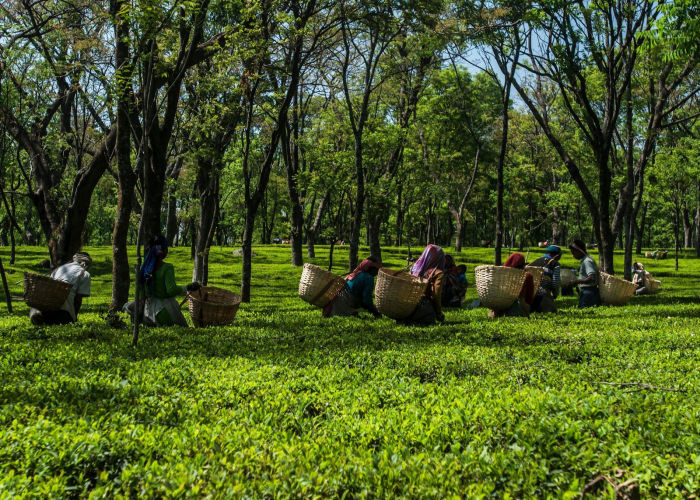 Kangra Tea Estates — Dharamshala Tours gallery