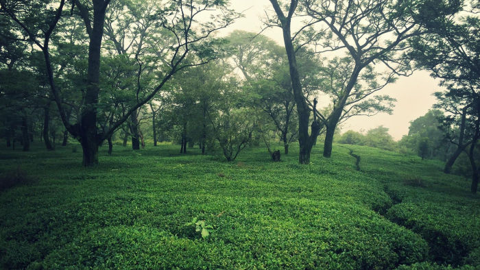 Kangra Tea Estates — Dharamshala Tours gallery