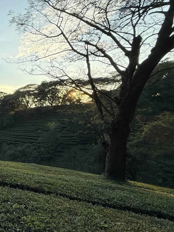 Kangra Tea Estates — Dharamshala Tours gallery