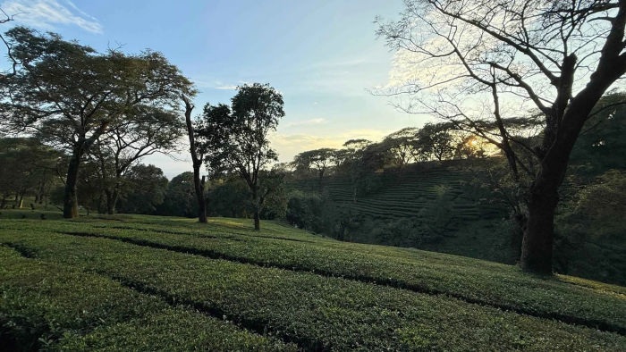 Kangra Tea Estates — Dharamshala Tours gallery