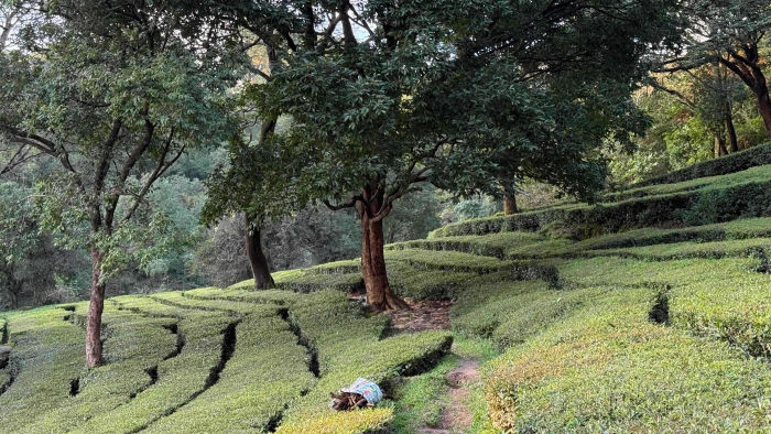 Kangra Tea Estates — Dharamshala Tours gallery