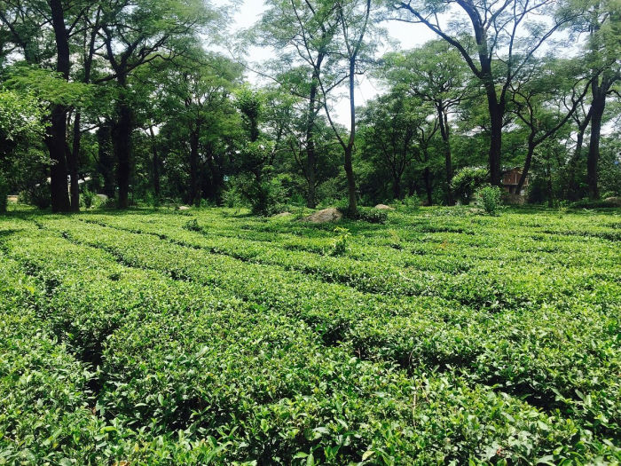 Kangra Tea Estates — Dharamshala Tours gallery