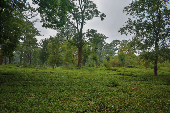 Kangra Tea Estates — Dharamshala Tours gallery