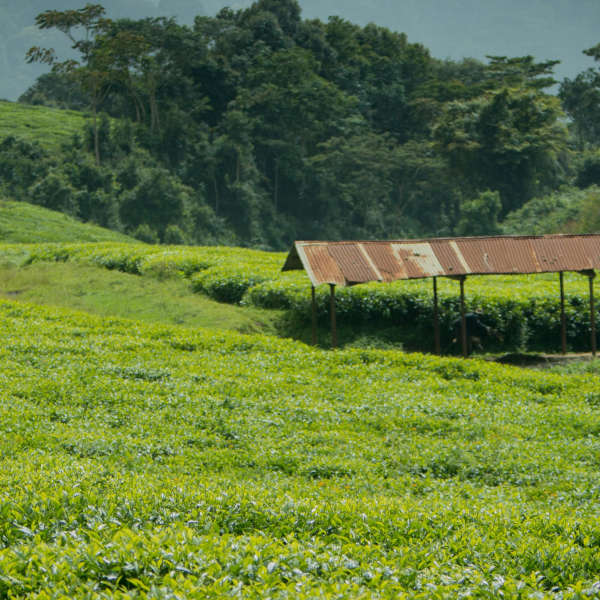 Kangra Tea Estates — Dharamshala Tours gallery