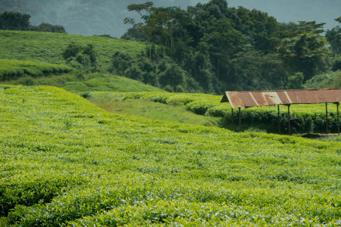 Kangra Tea Estates — Dharamshala Tours gallery