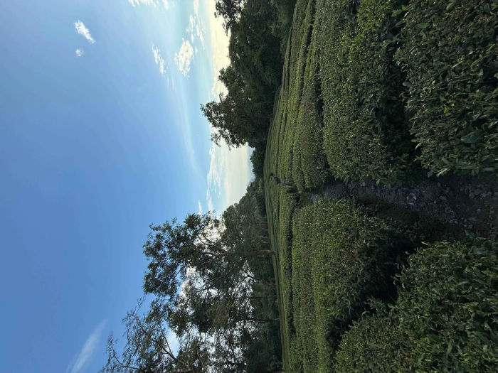 Kangra Tea Estates — Dharamshala Tours gallery