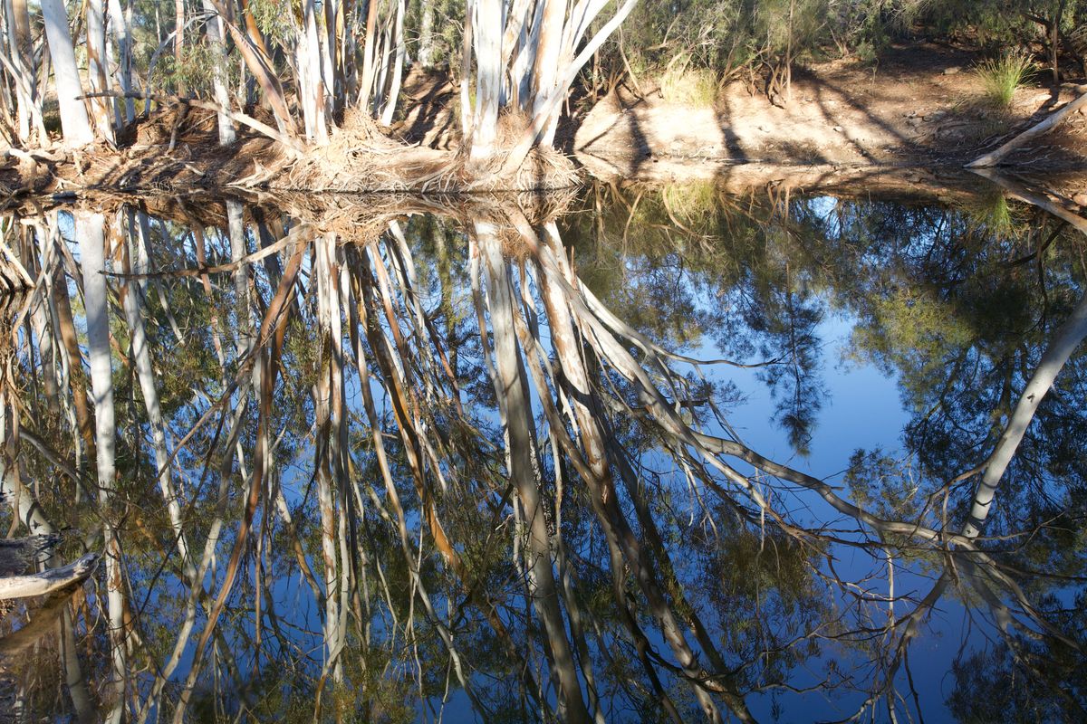 Billabong on the Canning Stock Route