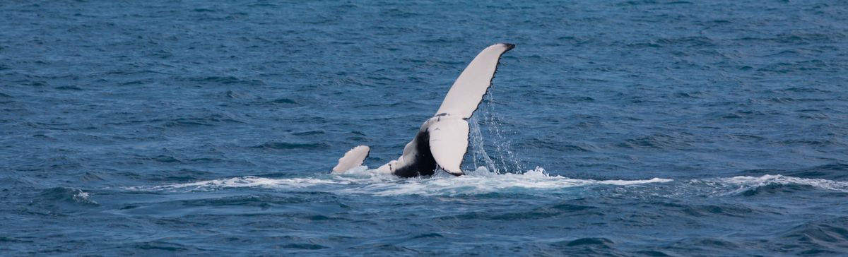 Whales tail