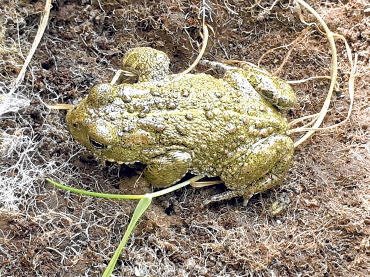 Rare toads need your help