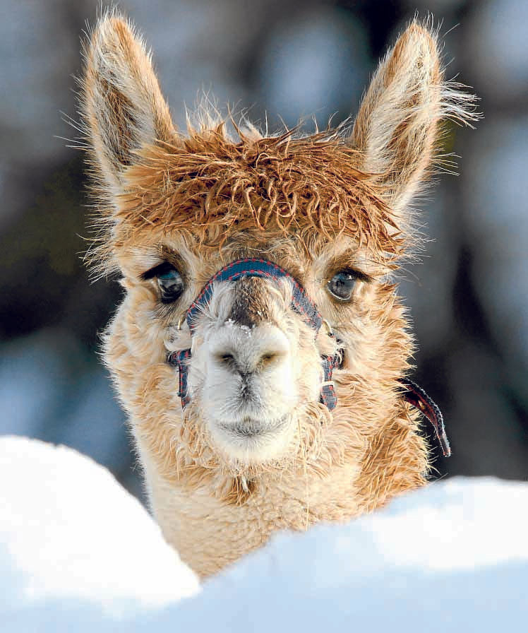 Alpaca owners urged to make voices ‘herd’