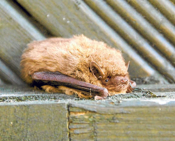 Bats are farm heroes