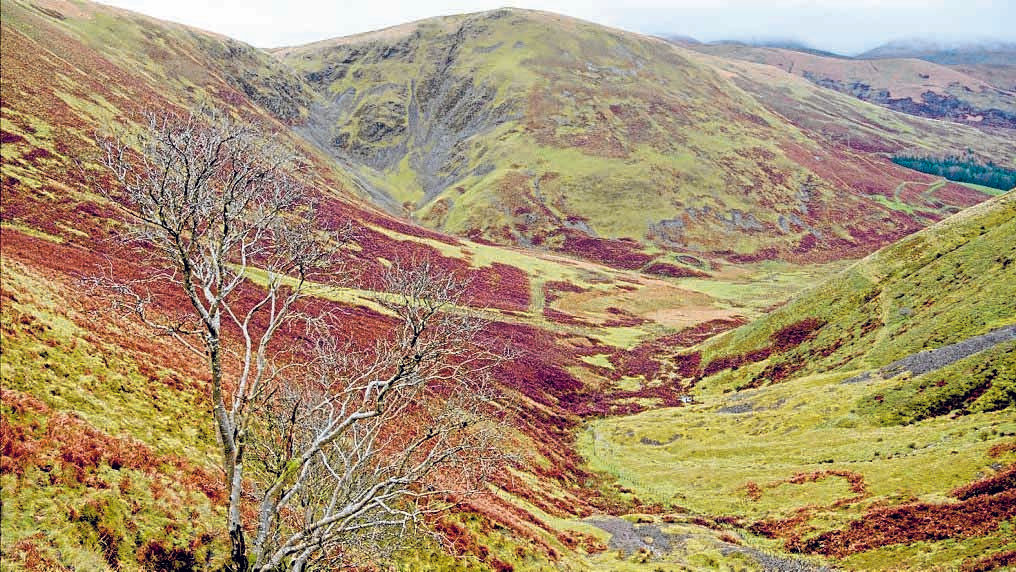Residents say no to forestry plans