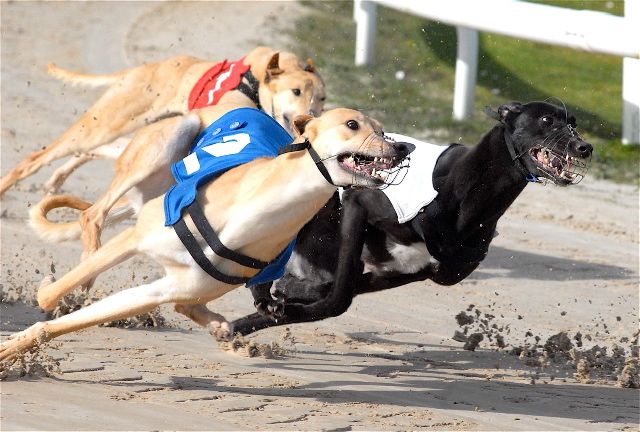 GREYHOUNDS: Trainer Dexter's winning double