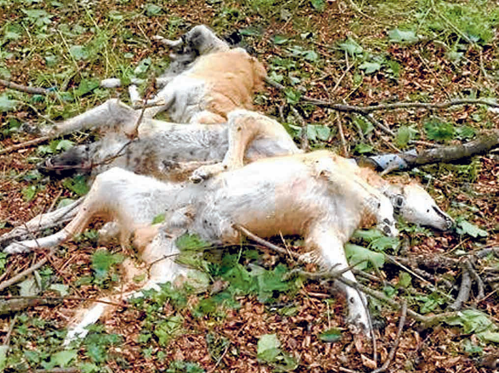 Graphic content: Dead dog bodies found by walker