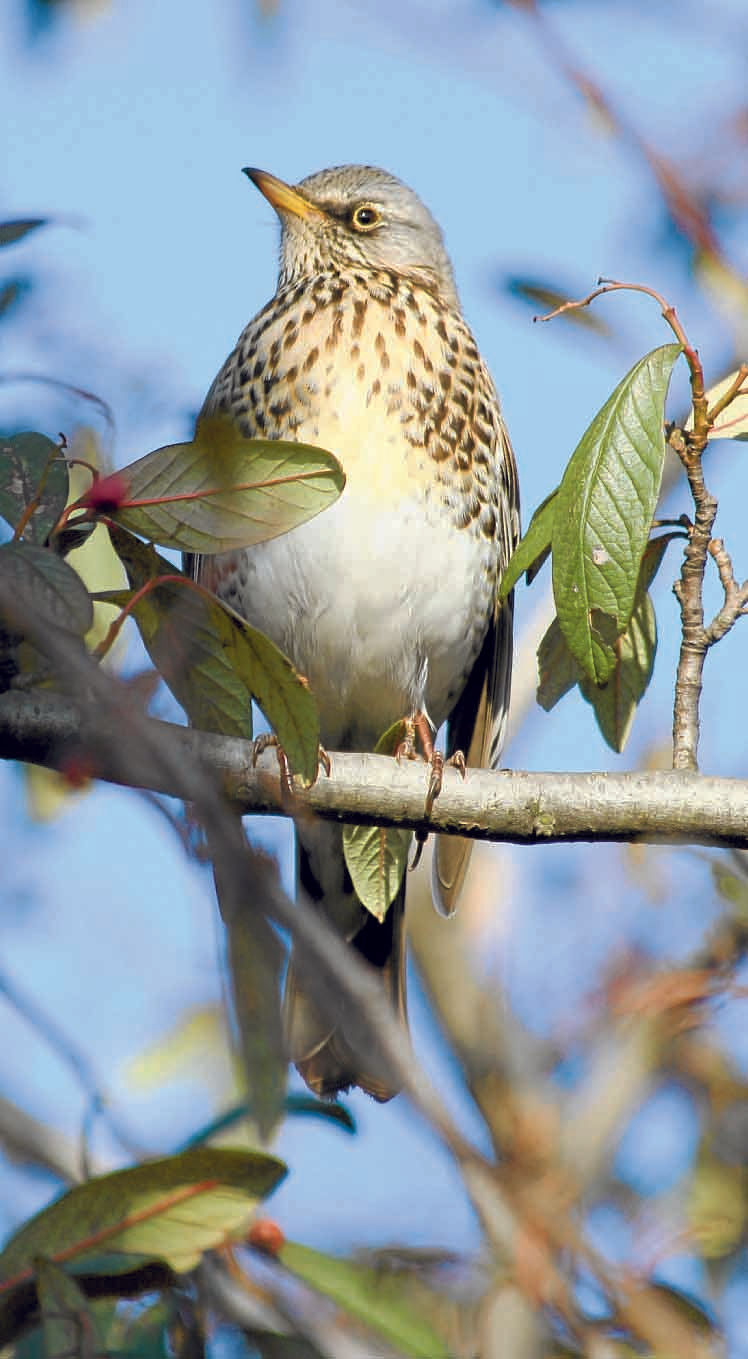 Bird count appeal