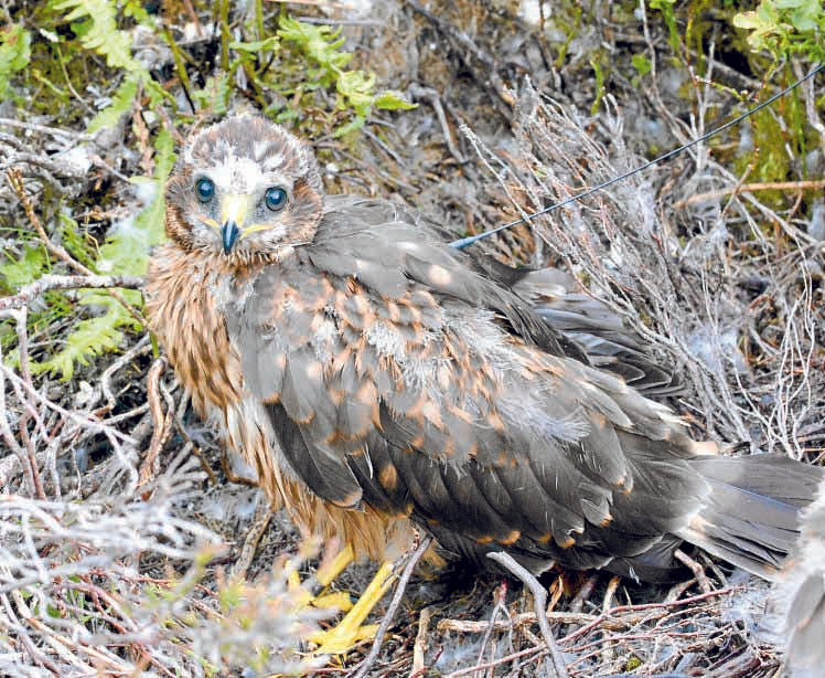 Concern as another hen harrier goes missing