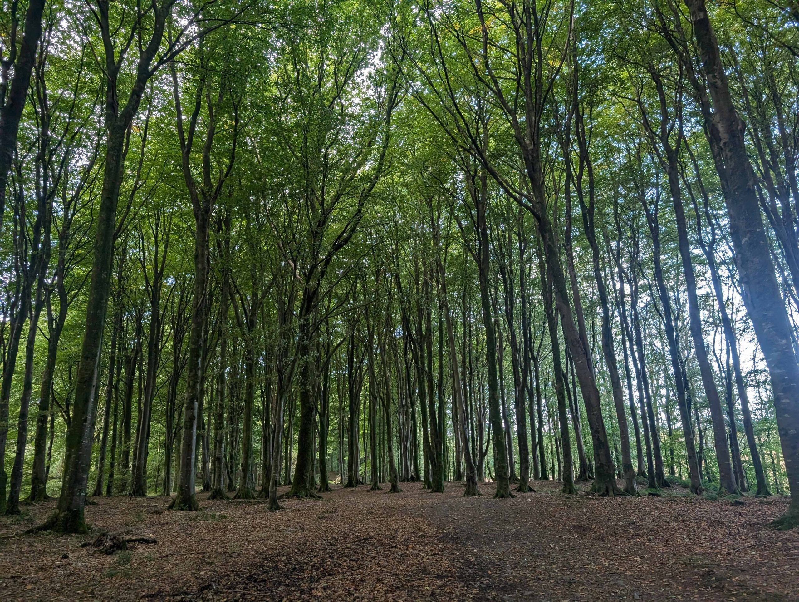 Forest trails still off limits