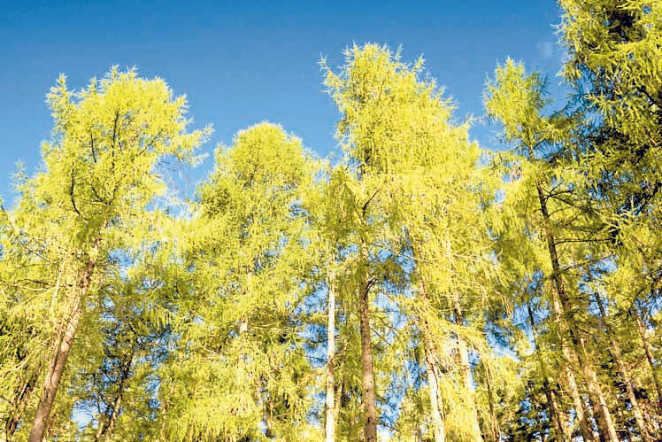 Mass larch felling plan to stem disease