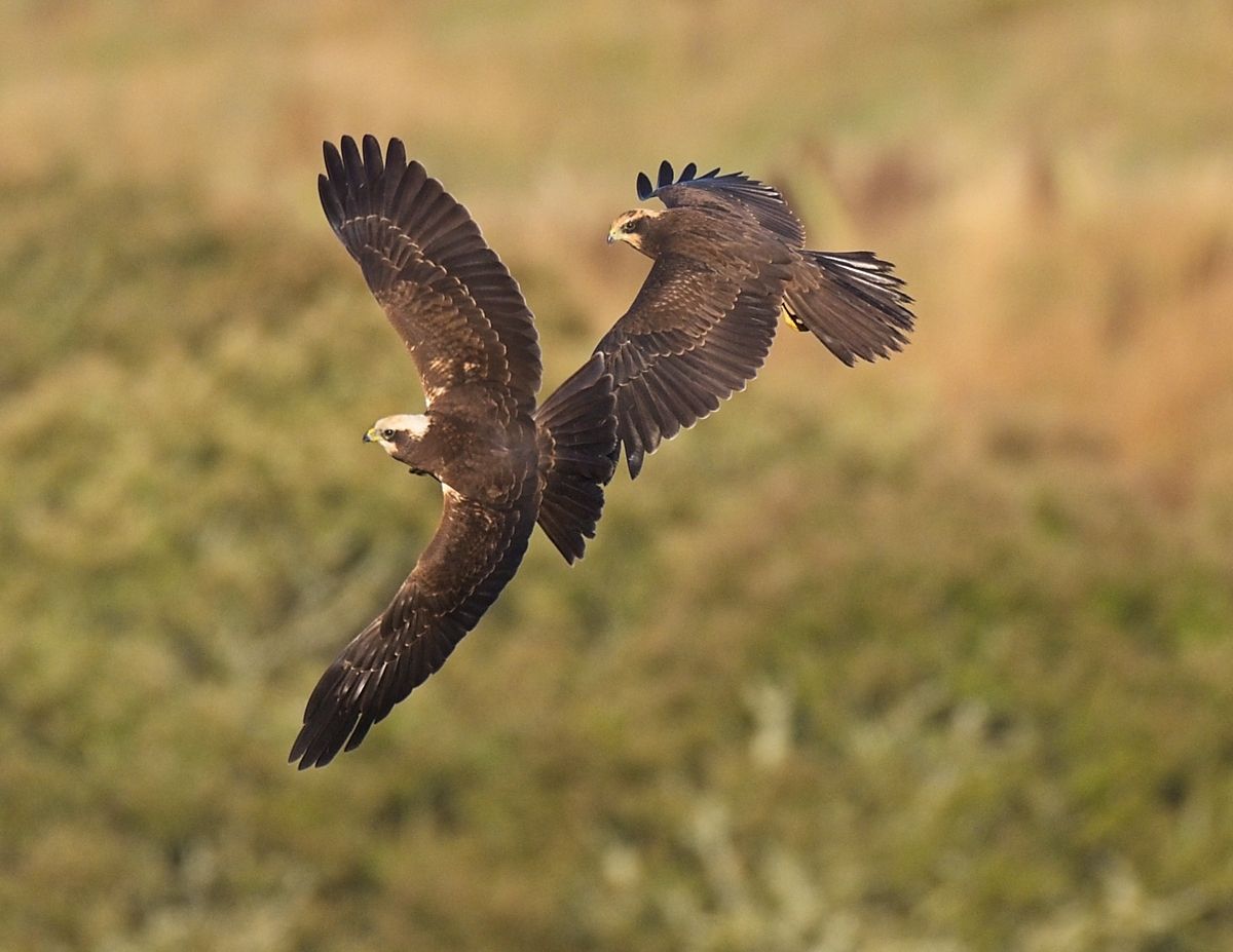 Rare raptors return to region