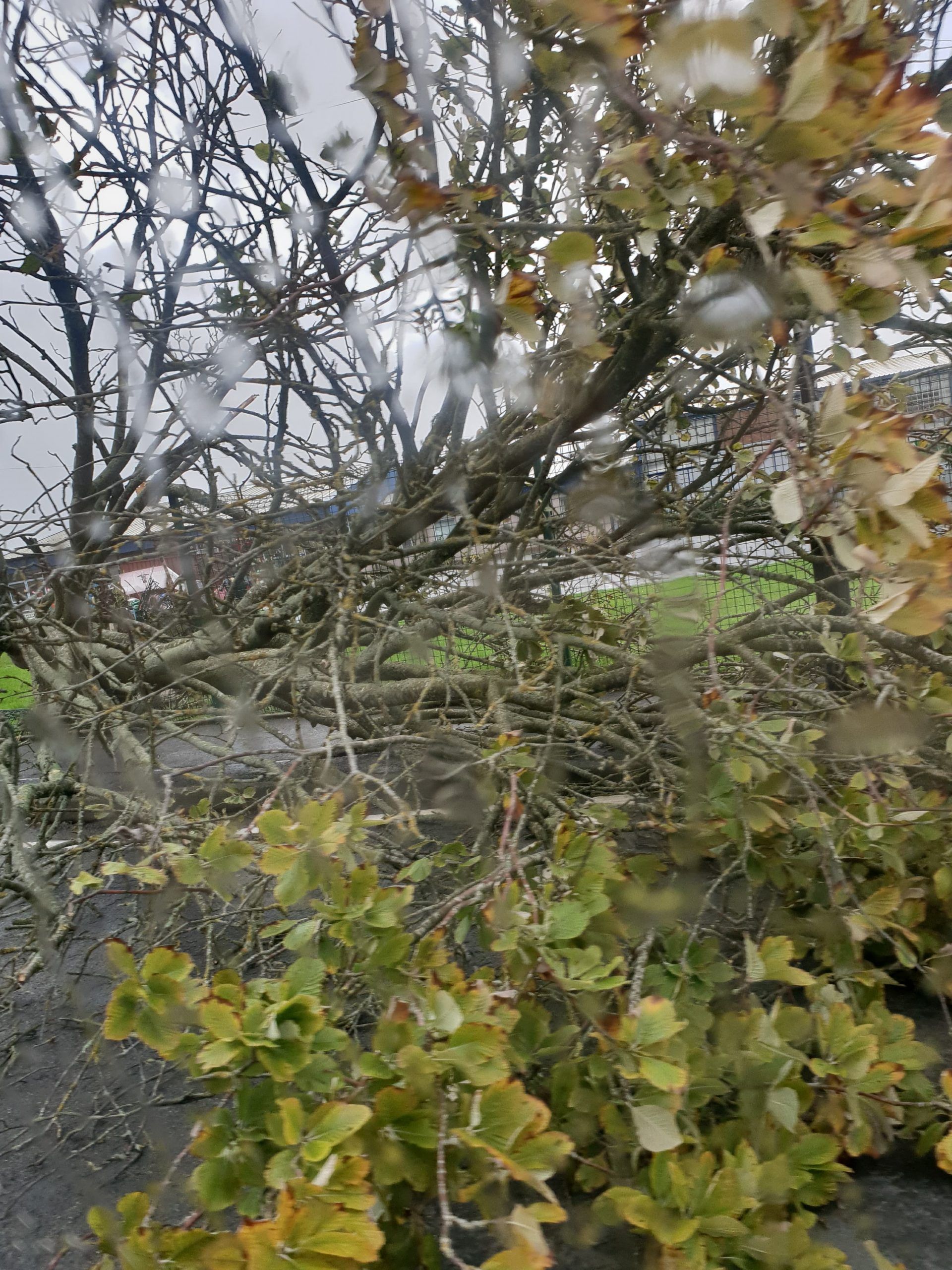 Tree felling concerns addressed