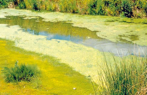 Deadly algae warning