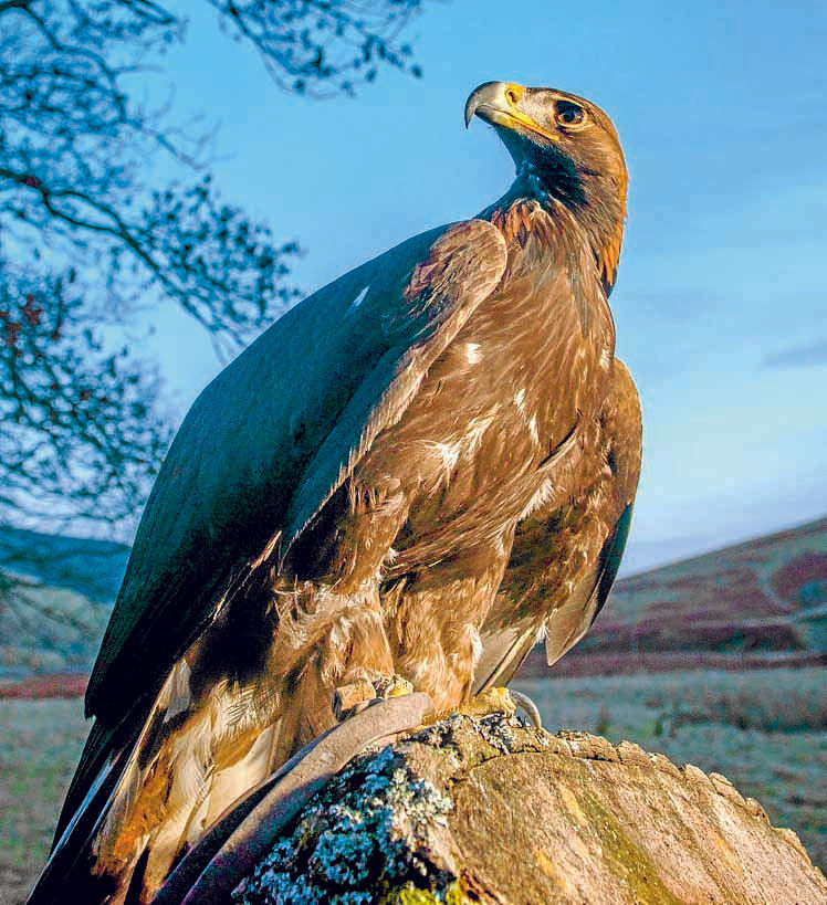 47 golden eagles now in region
