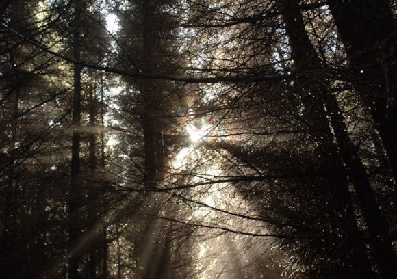 Forest views wanted