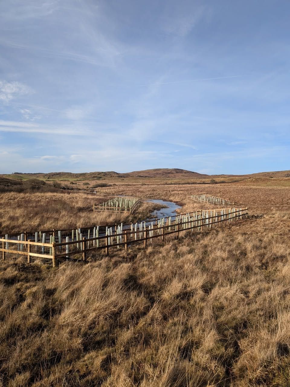 Tree planting has wider focus