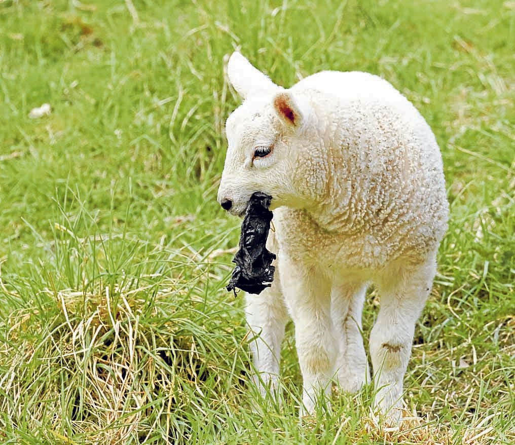Poo bag plague sparks fury